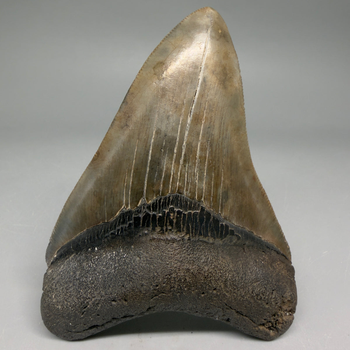 Front View Very colorful 4.02" Megalodon Tooth from South Carolina megalodonteeth.com CM6585 - 1
