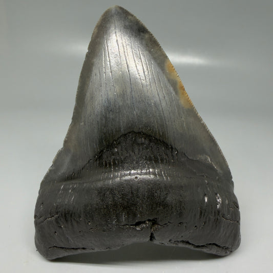 Front View Very colorful 4.13" Megalodon Tooth from South Carolina CM6111