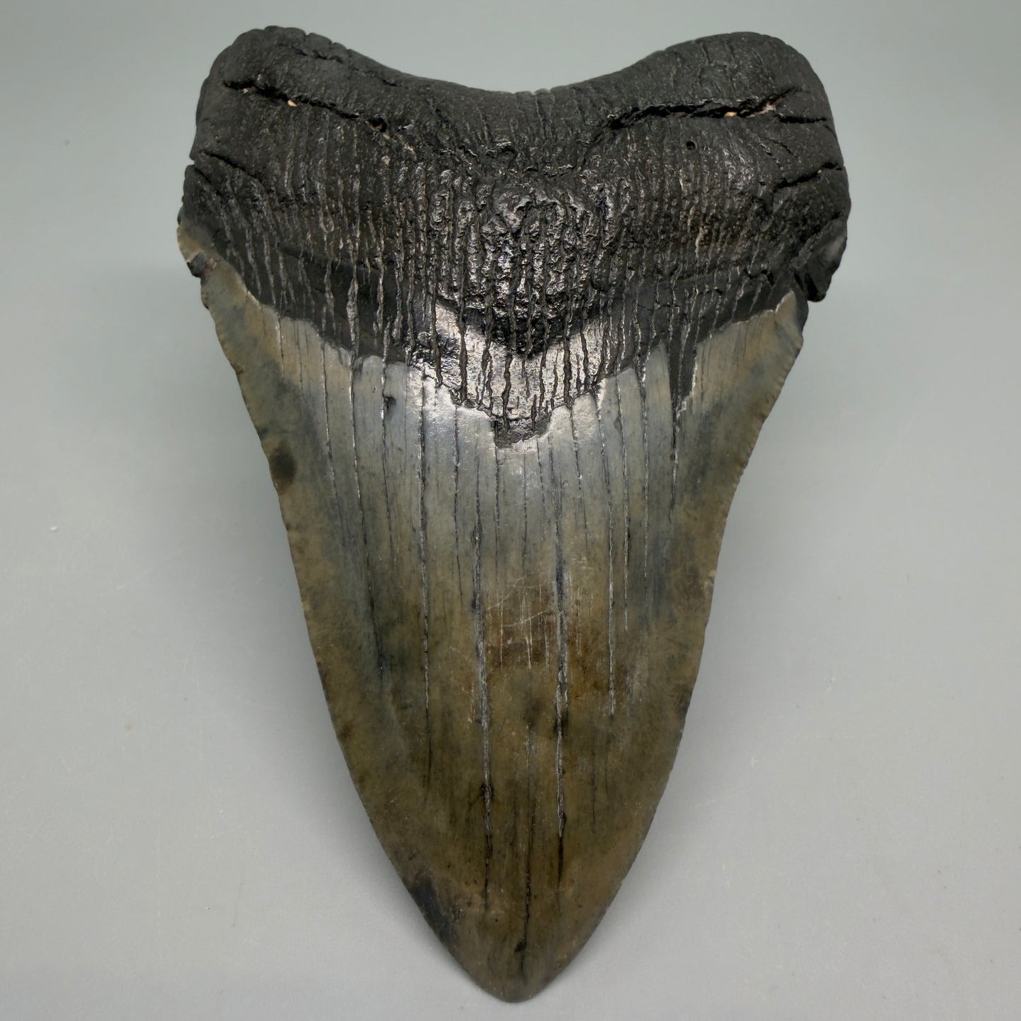 Front View Very colorful 4.17" Megalodon Tooth from South Carolina CM6257