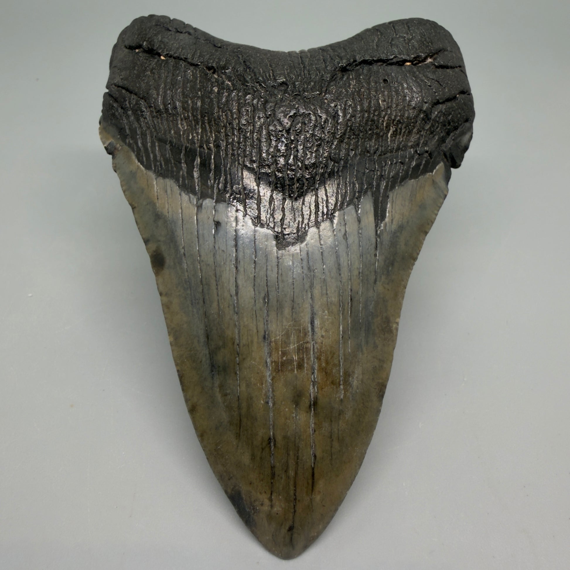 Front View Very colorful 4.17" Megalodon Tooth from South Carolina CM6257