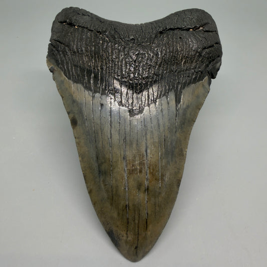 Front View Very colorful 4.17" Megalodon Tooth from South Carolina CM6257