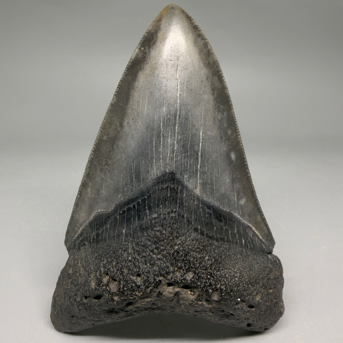 Front View Very colorful 4.27" Megalodon Tooth from South Carolina megalodonteeth.com CM6586