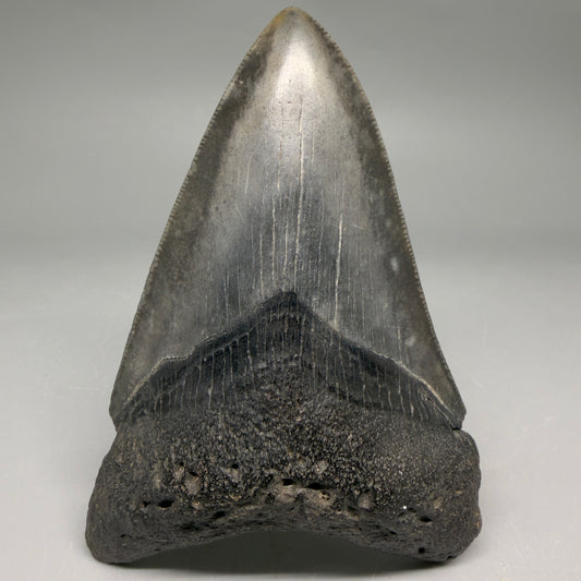 Front View Very colorful 4.27" Megalodon Tooth from South Carolina megalodonteeth.com CM6586