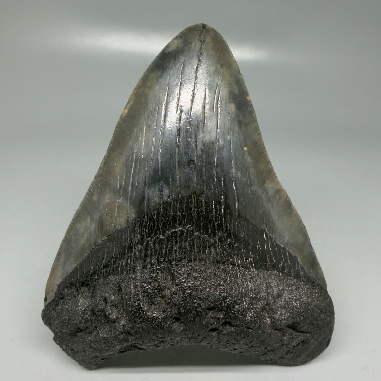 Front View Very colorful 4.29" Megalodon Tooth from South Carolina CM6114