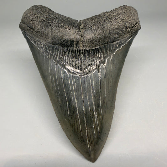 Front View Very colorful 4.29" Megalodon Tooth from South Carolina megalodonteeth.com CM6584