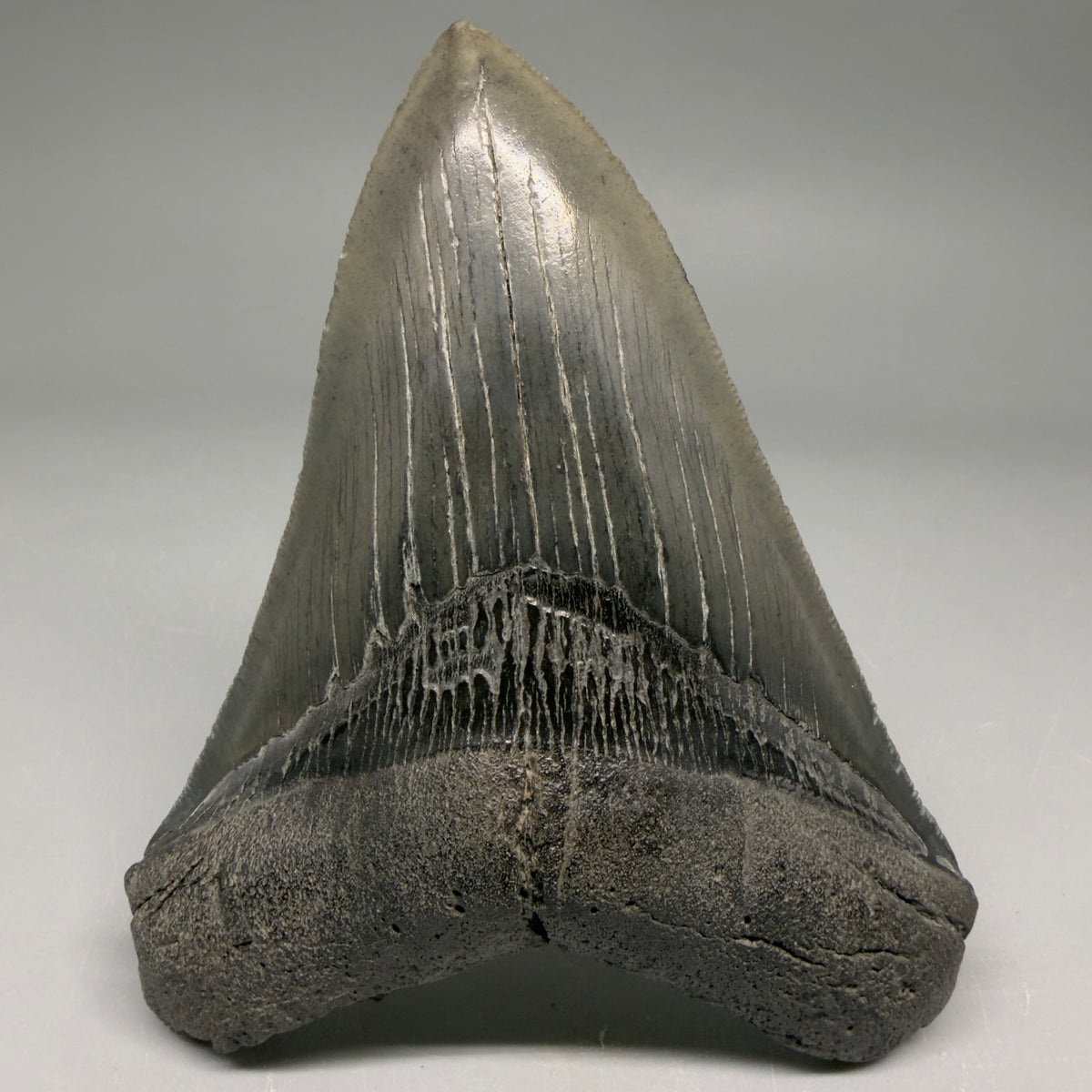 Front View Very colorful 4.29" Megalodon Tooth from South Carolina megalodonteeth.com CM6584 - 1