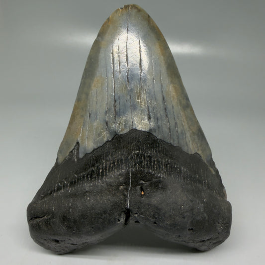 Front View Very colorful 4.40" Megalodon Tooth from South Carolina CM6113