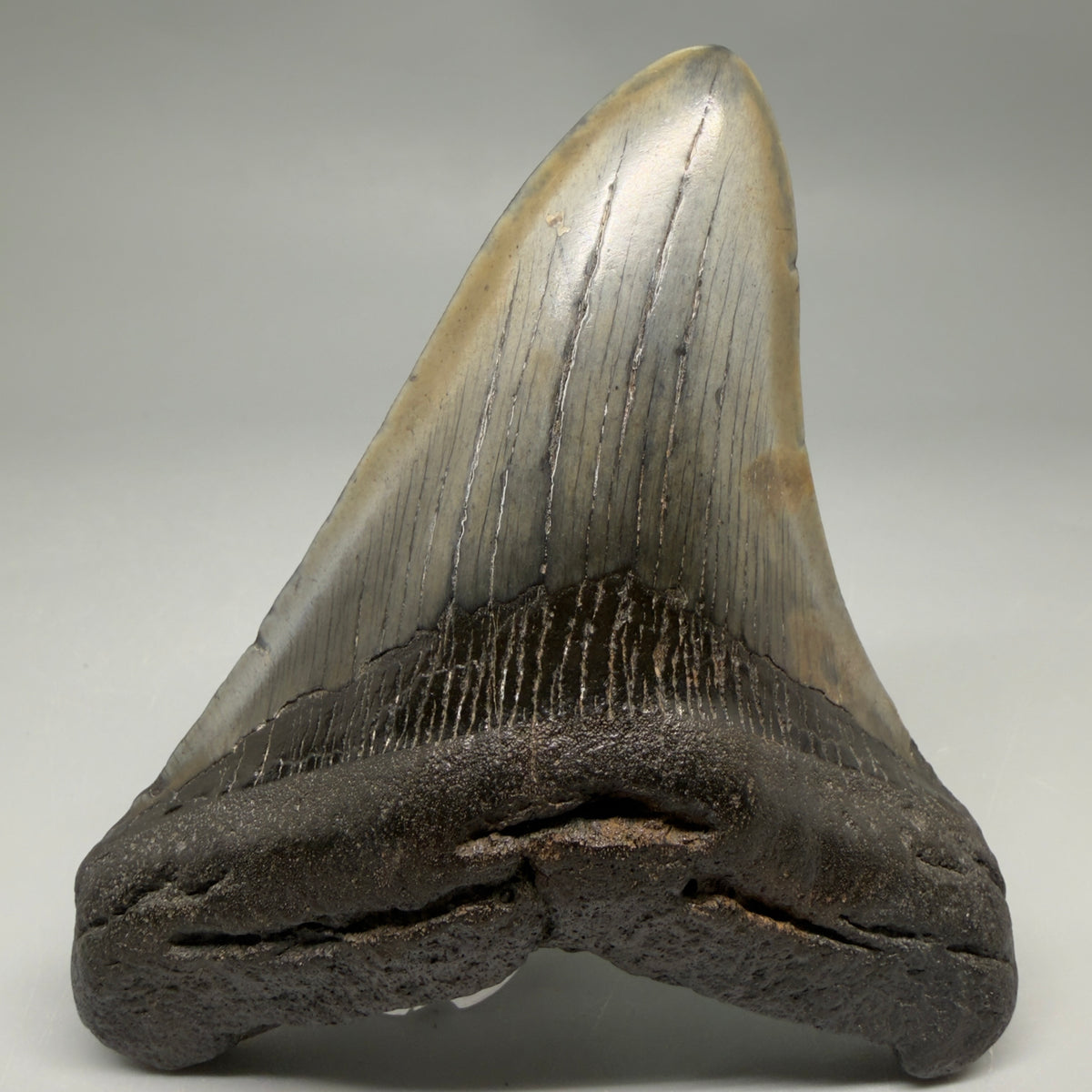 Front View Very colorful 4.54" Megalodon Tooth from South Carolina megalodonteeth.com CM6591