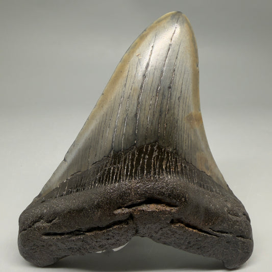 Front View Very colorful 4.54" Megalodon Tooth from South Carolina megalodonteeth.com CM6591