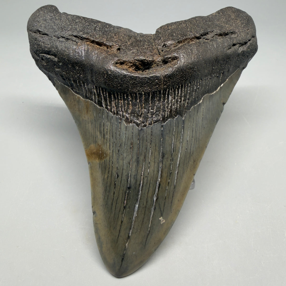 Front View Very colorful 4.54" Megalodon Tooth from South Carolina megalodonteeth.com CM6591 - 1
