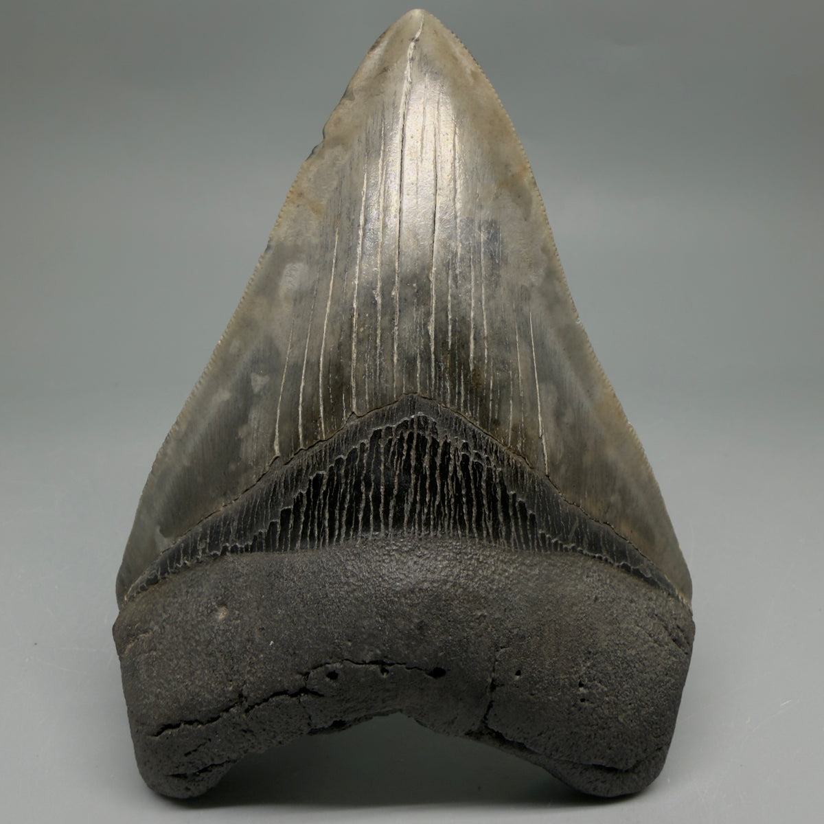 Front View Very colorful 4.77" Megalodon Tooth from South Carolina megalodonteeth.com CM6594