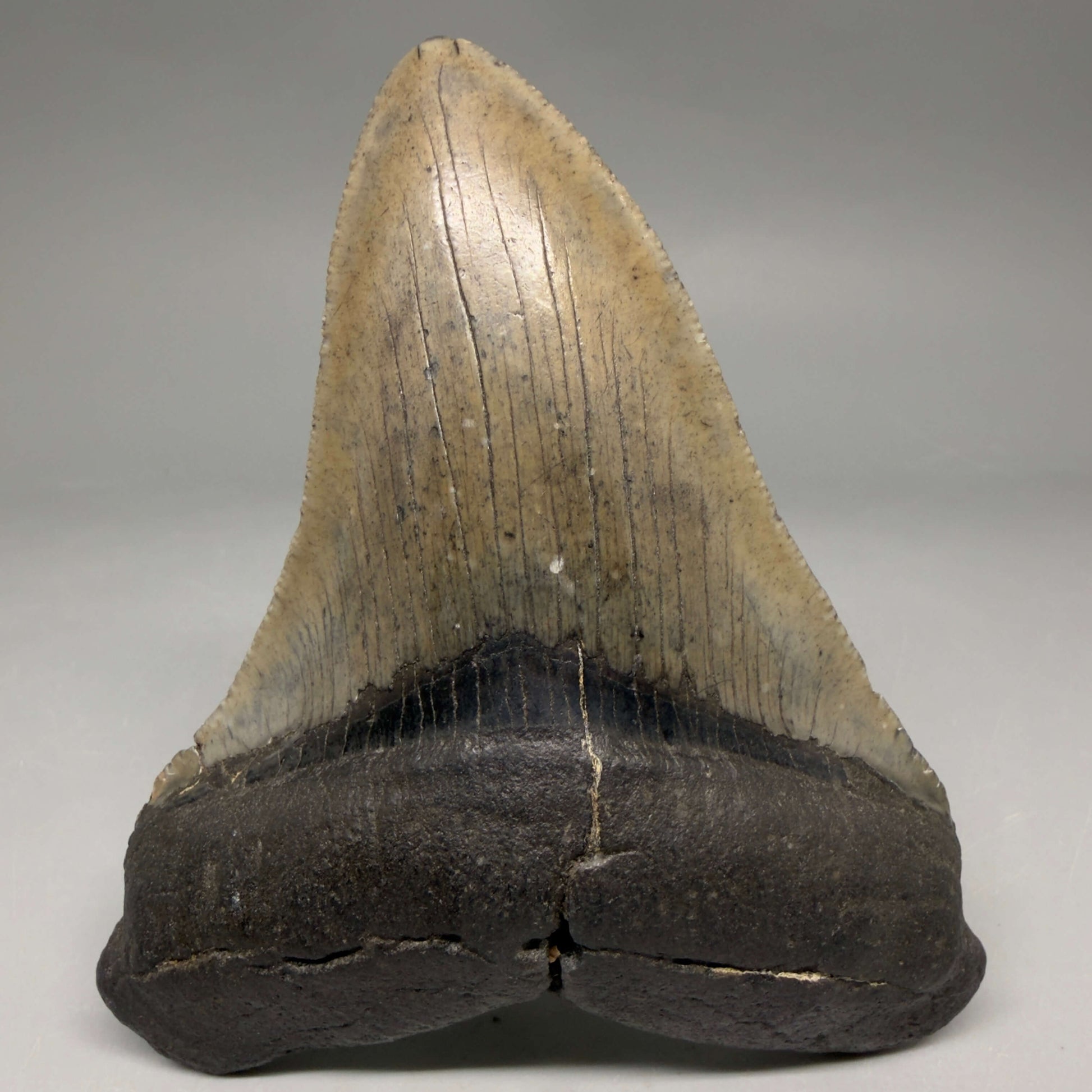 Front View Very colorful heart-shaped 4.05" Megalodon Tooth from South Carolina megalodonteeth.com CM6667
