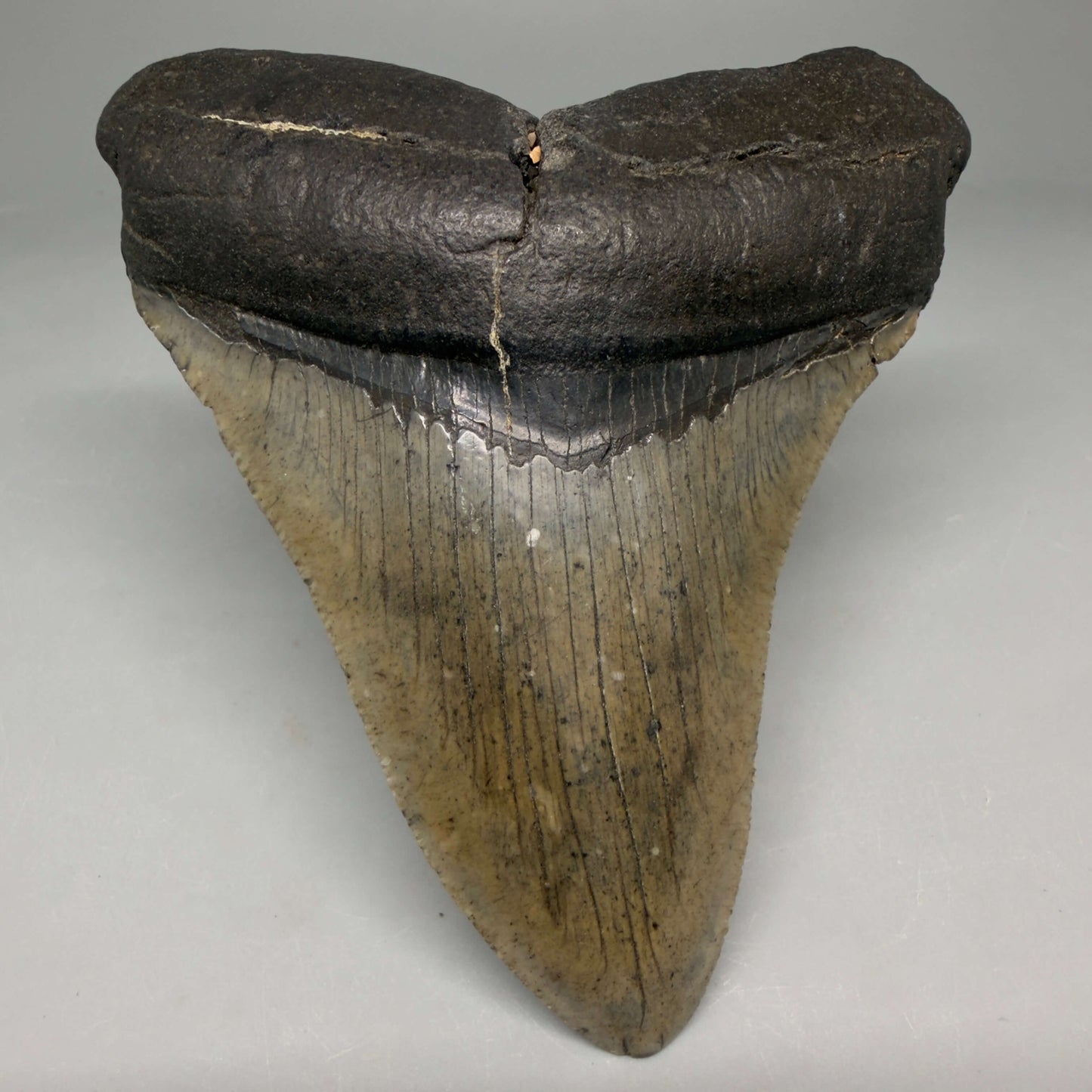 Front View Very colorful heart-shaped 4.05" Megalodon Tooth from South Carolina megalodonteeth.com CM6667 - 1