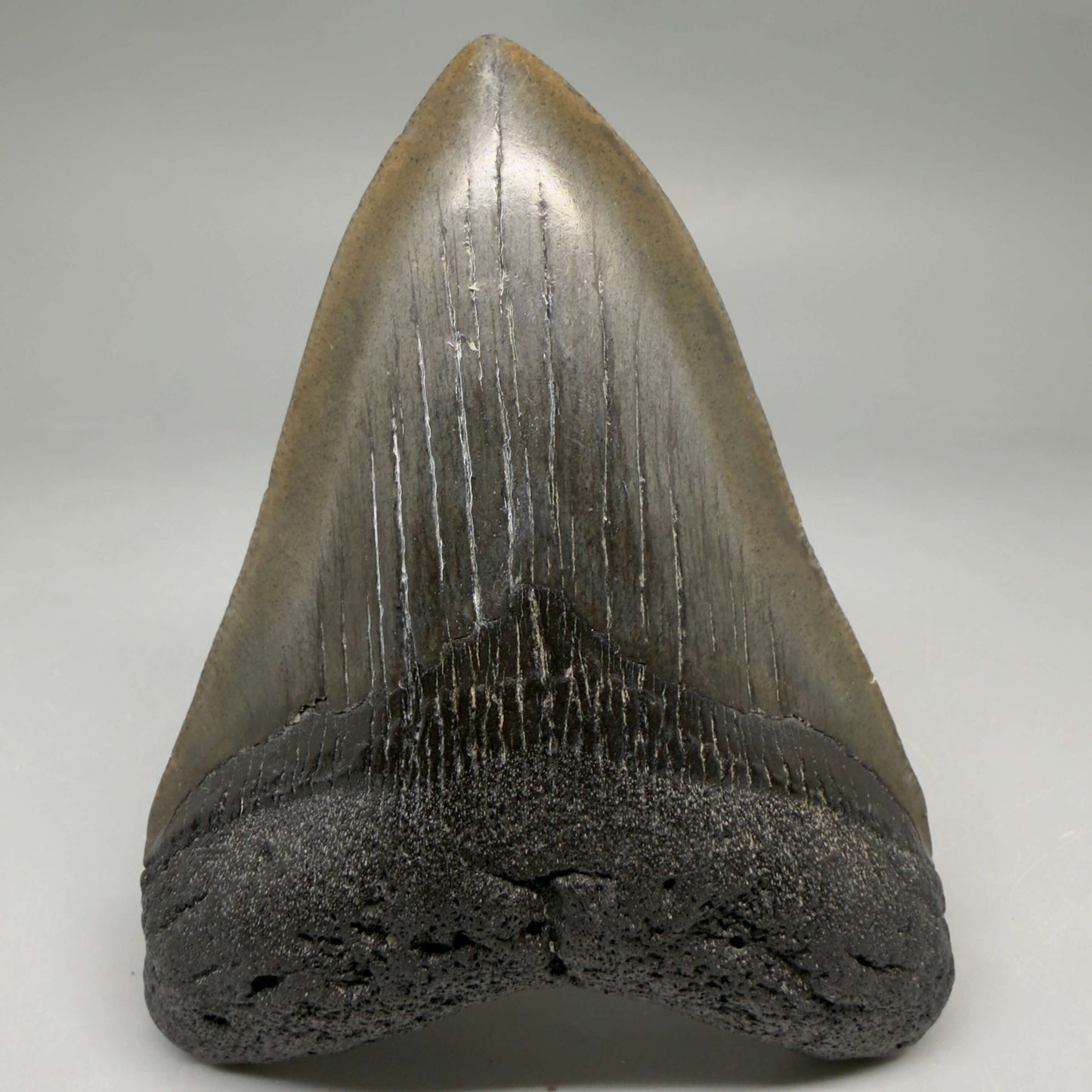 Front View Very colorful heart-shaped 4.13" Megalodon Tooth from South Carolina megalodonteeth.com CM6666