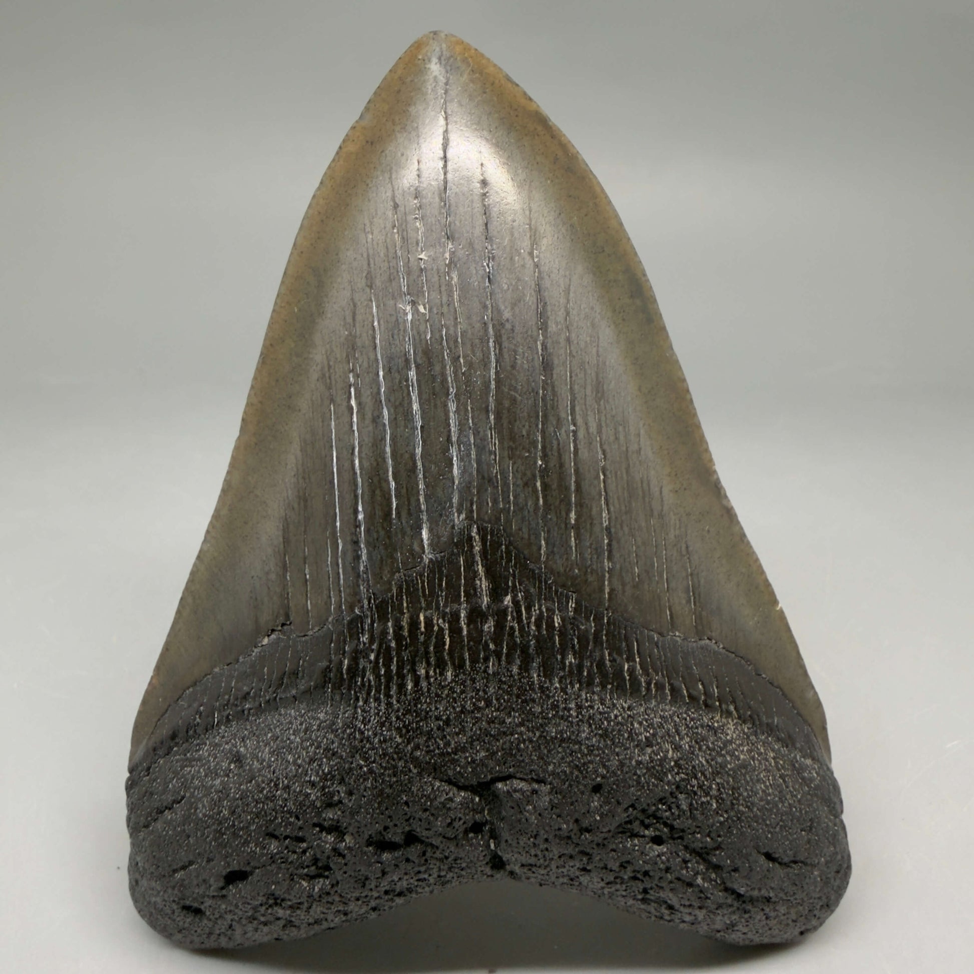 Front View Very colorful heart-shaped 4.13" Megalodon Tooth from South Carolina megalodonteeth.com CM6666
