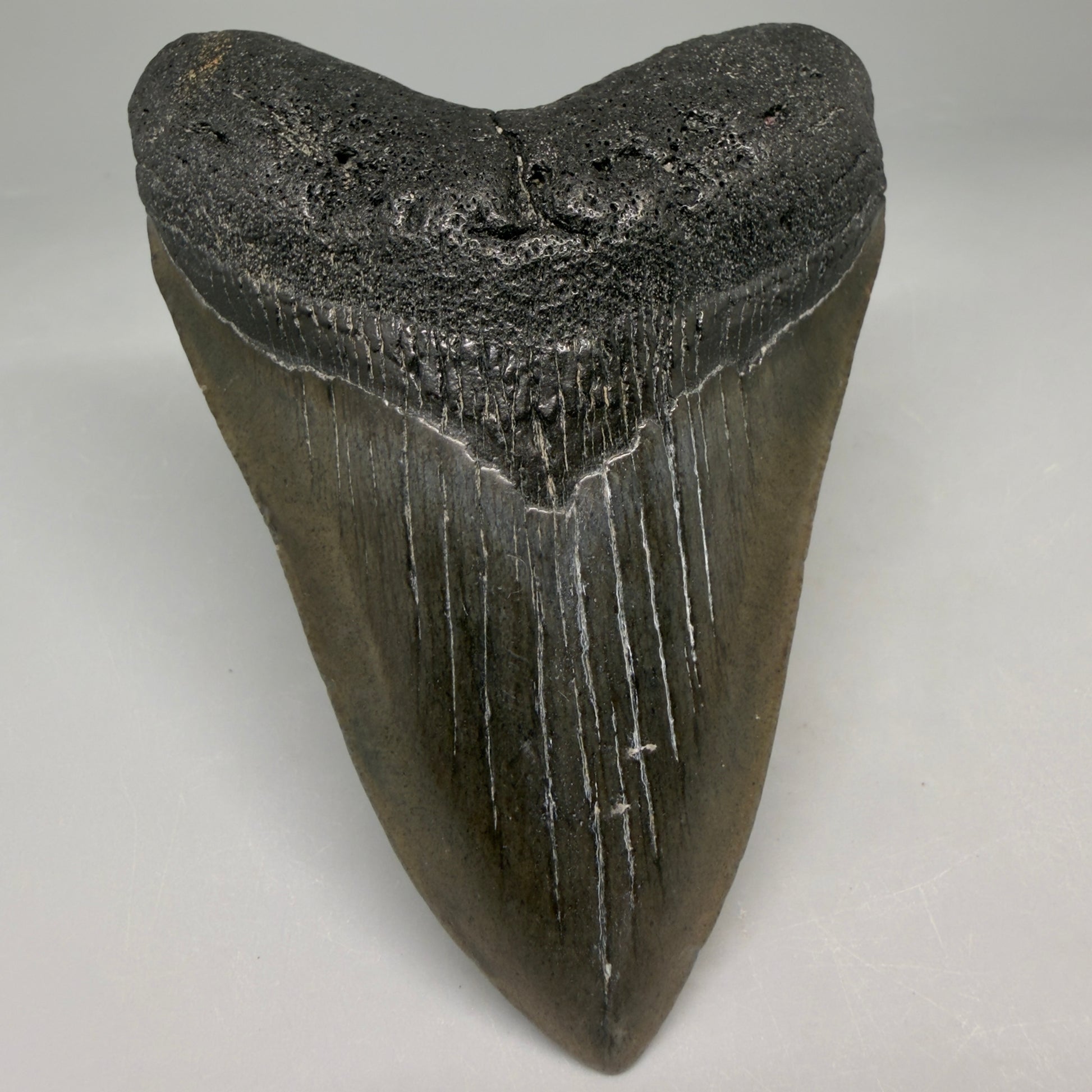 Front View Very colorful heart-shaped 4.13" Megalodon Tooth from South Carolina megalodonteeth.com CM6666 - 1