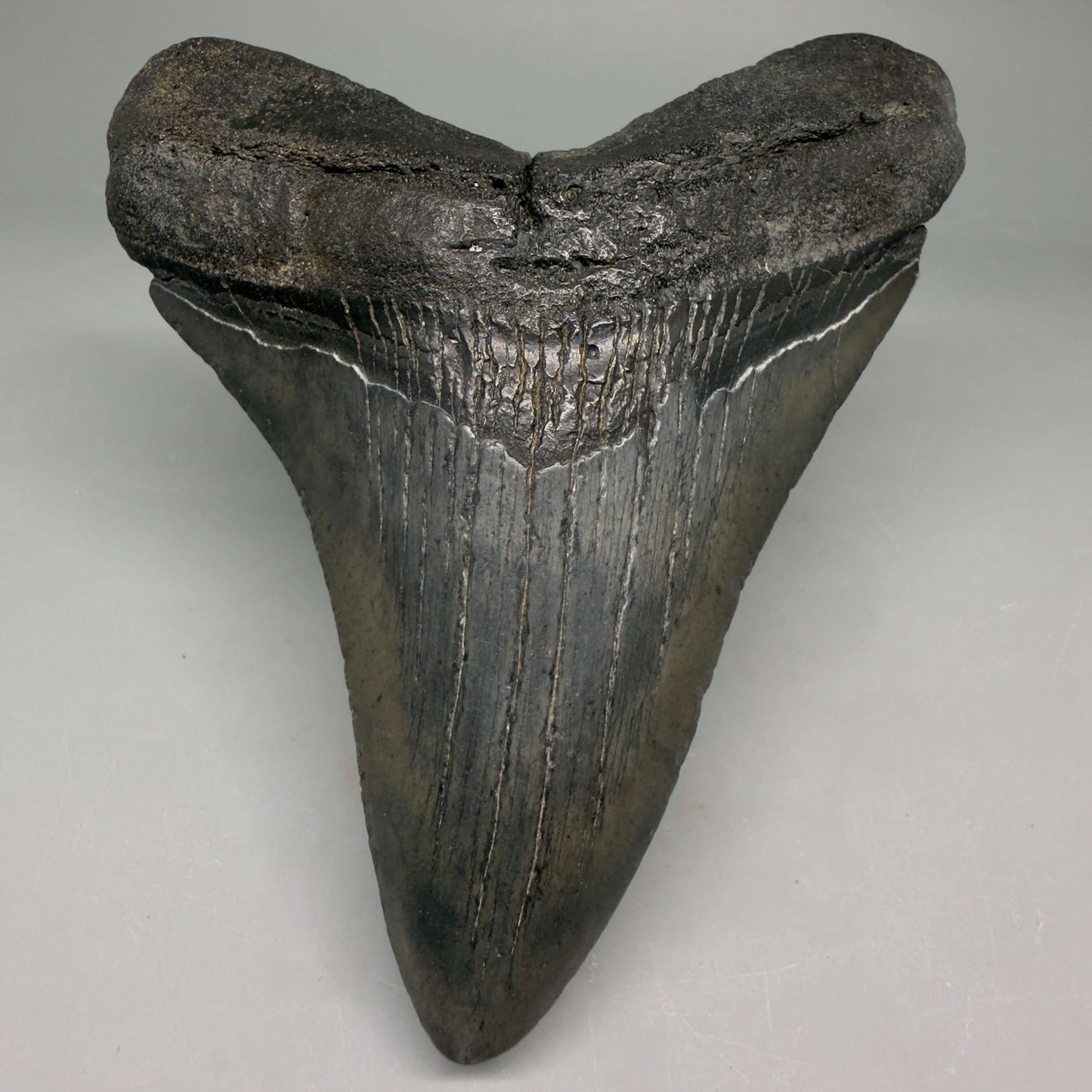 Front View Very colorful heart-shaped 4.63" Megalodon Tooth from South Carolina megalodonteeth.com CM6671
