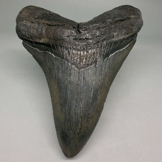 Front View Very colorful heart-shaped 4.63" Megalodon Tooth from South Carolina megalodonteeth.com CM6671