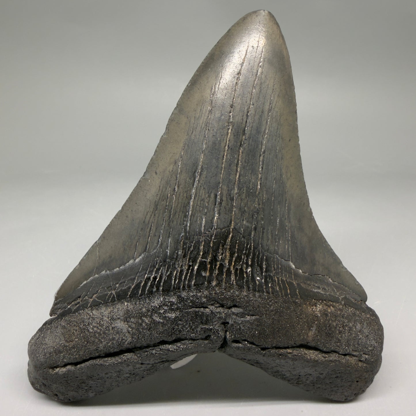 Front View Very colorful heart-shaped 4.63" Megalodon Tooth from South Carolina megalodonteeth.com CM6671 - 1