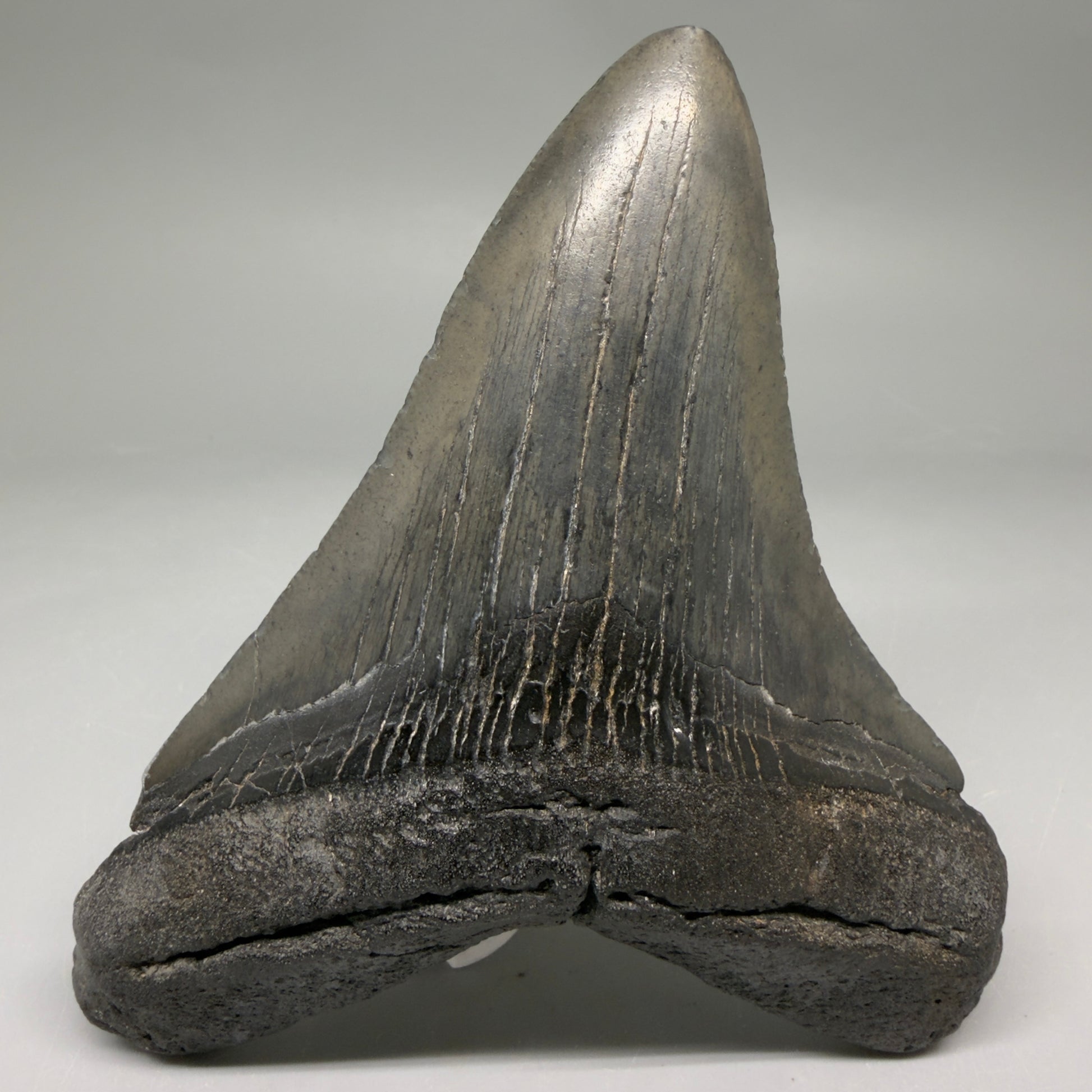 Front View Very colorful heart-shaped 4.63" Megalodon Tooth from South Carolina megalodonteeth.com CM6671 - 1