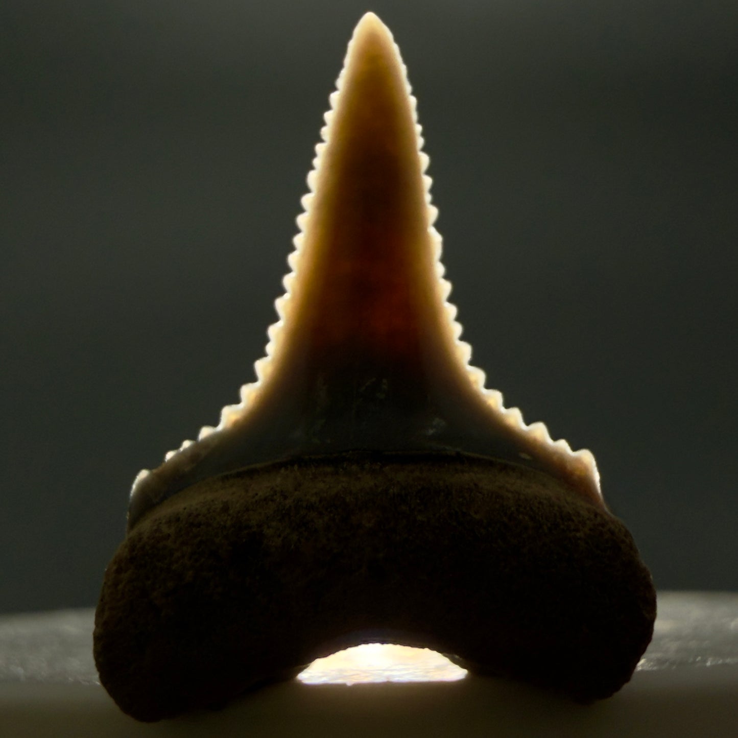 Front View Very colorful, sharply serrated 0.92" long Fossil Great White Tooth from the deserts of Peru GW1354 - 1 