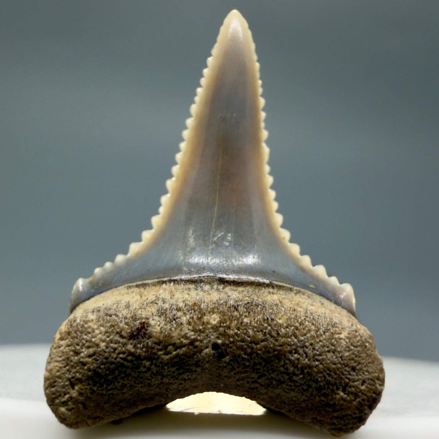 Front View Very colorful, sharply serrated 0.92" long Fossil Great White Tooth from the deserts of Peru GW1354 - 2