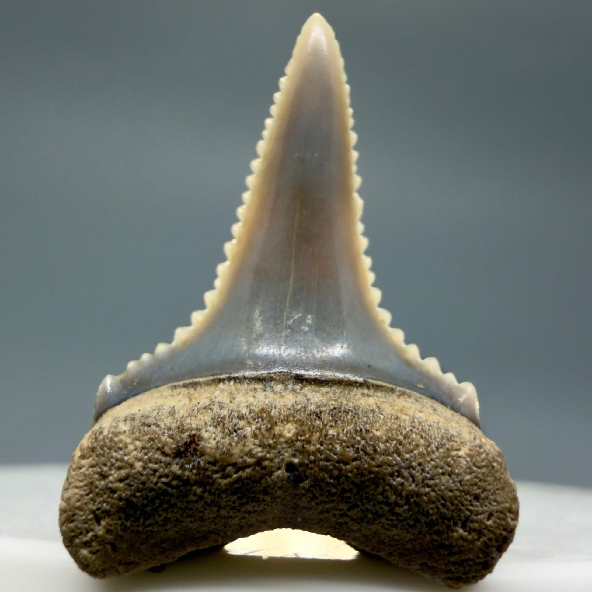 Front View Very colorful, sharply serrated 0.92" long Fossil Great White Tooth from the deserts of Peru GW1354 - 2