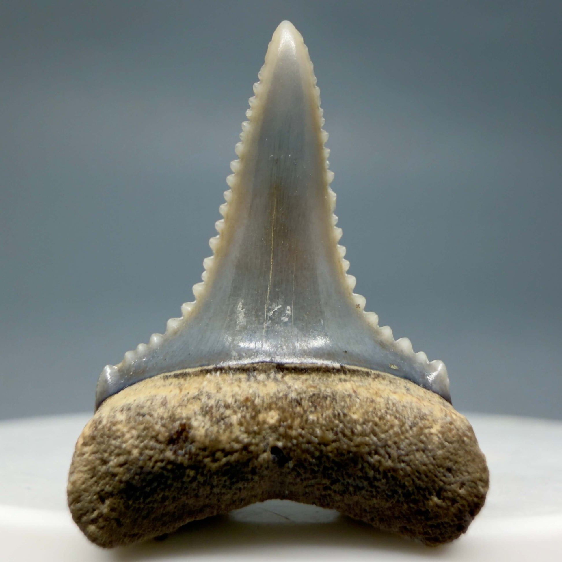 Front View Very colorful, sharply serrated 0.92" long Fossil Great White Tooth from the deserts of Peru GW1354