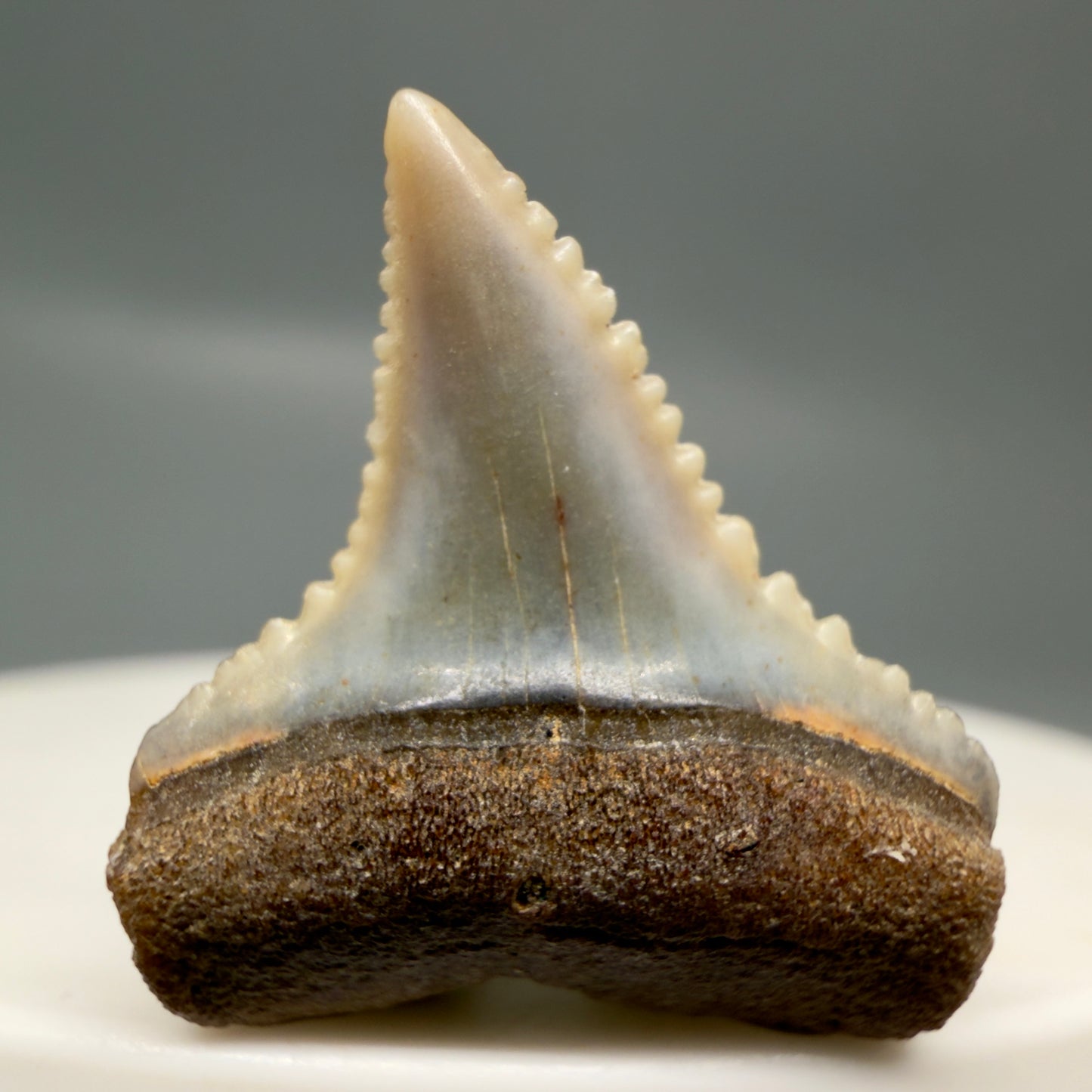 Front View Very colorful, sharply serrated 0.93" long Fossil Great White Tooth from the deserts of Peru GW1315
