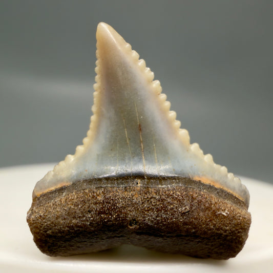 Front View Very colorful, sharply serrated 0.93" long Fossil Great White Tooth from the deserts of Peru GW1315