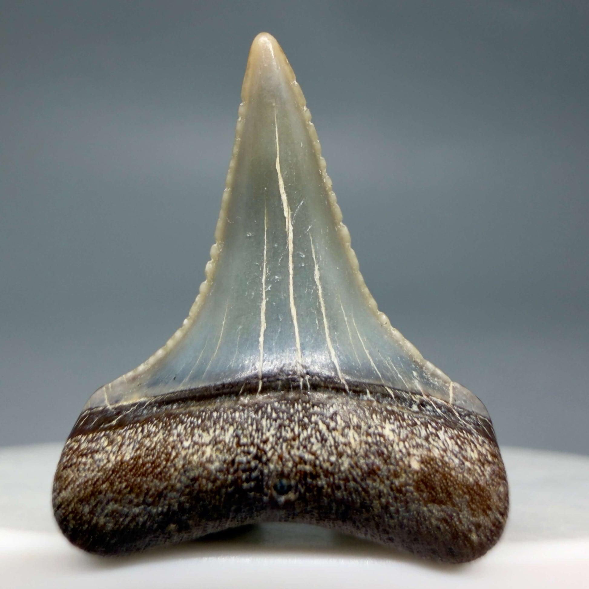 Front View Very colorful, sharply serrated 0.93" long Fossil Great White Tooth from the deserts of Peru GW1357