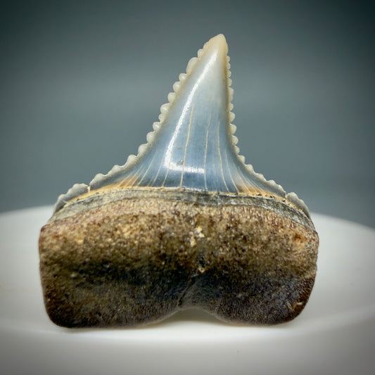 Front View Very colorful, sharply serrated 0.95" long Fossil Great White Tooth from the deserts of Peru GW1281