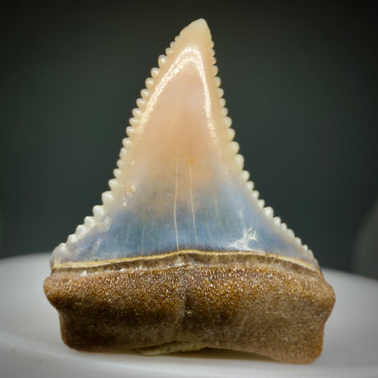 Front View Very colorful, sharply serrated 0.97" long Fossil Great White Tooth from the deserts of Peru GW1282