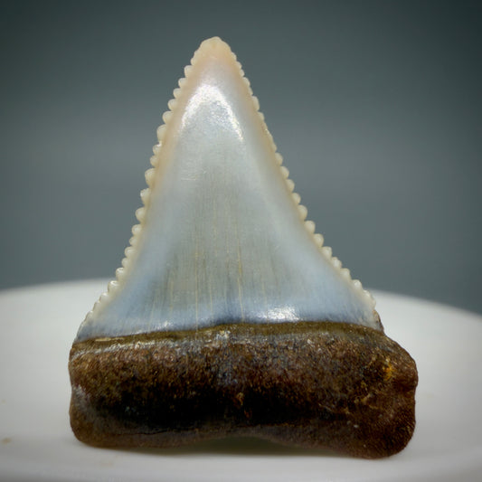 Front View Very colorful, sharply serrated 0.97" long Fossil Great White Tooth from the deserts of Peru GW1307