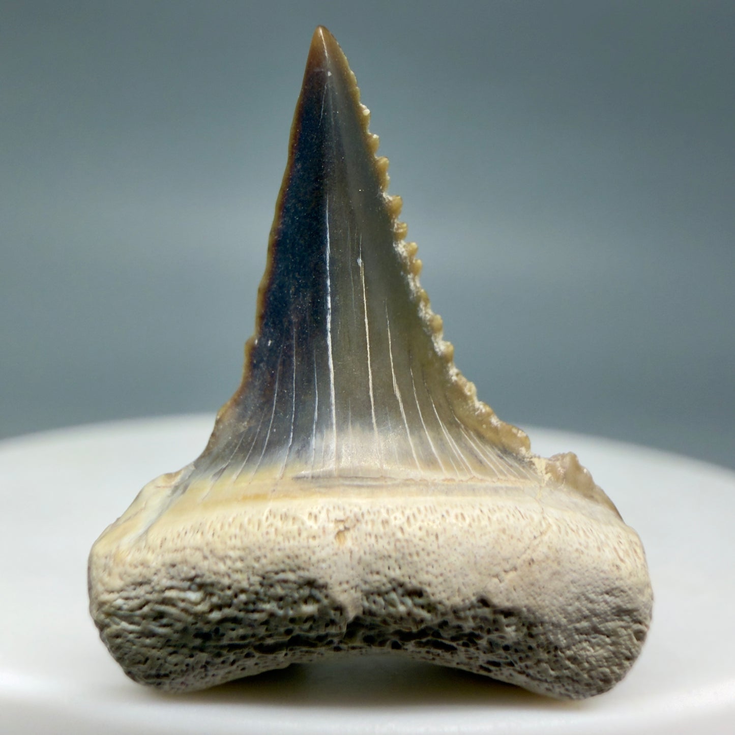 Front View Very colorful, sharply serrated 1.00" long Fossil Great White Tooth from the deserts of Peru GW1333