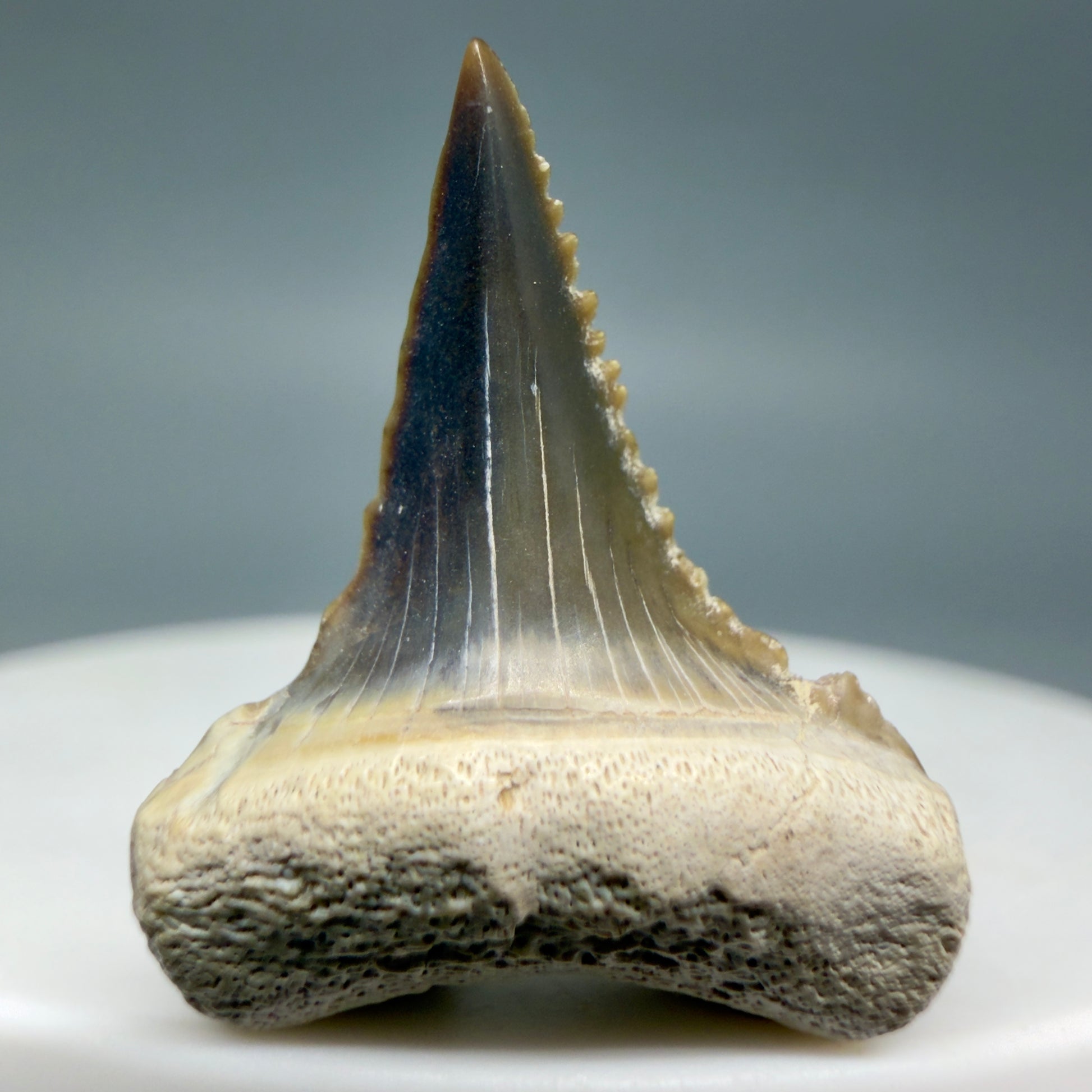 Front View Very colorful, sharply serrated 1.00" long Fossil Great White Tooth from the deserts of Peru GW1333