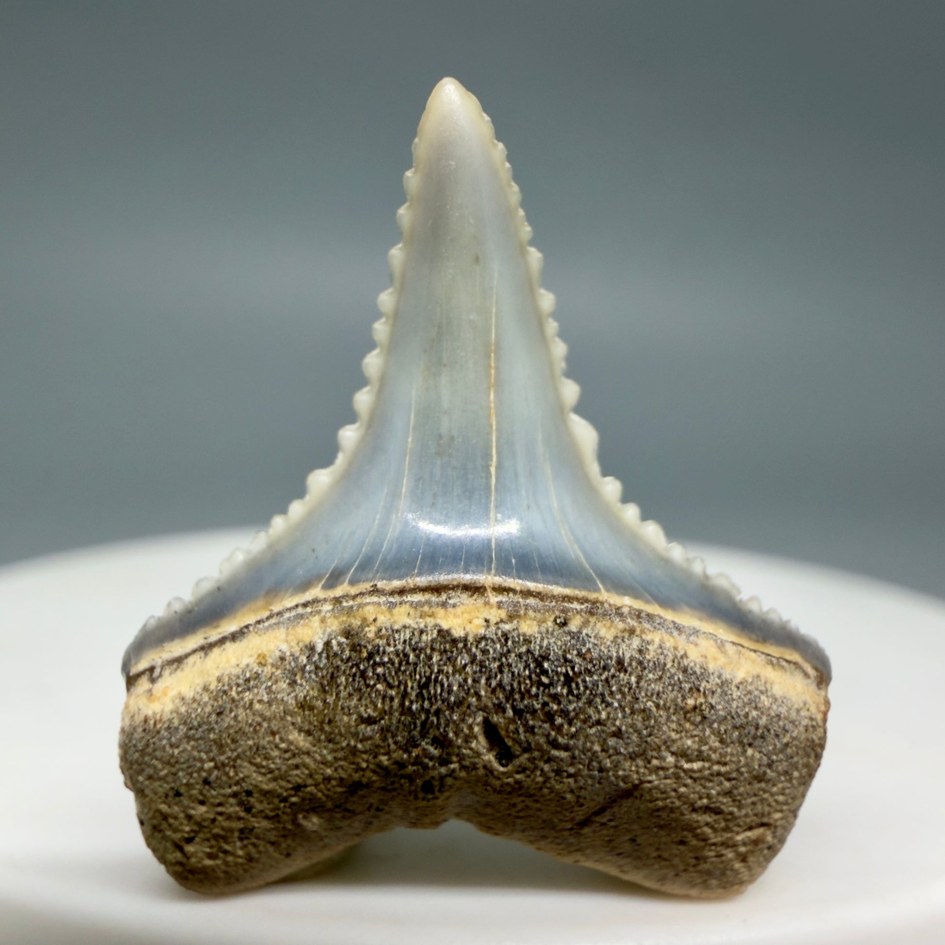 Front View Very colorful, sharply serrated 1.00" long Fossil Great White Tooth from the deserts of Peru GW1334