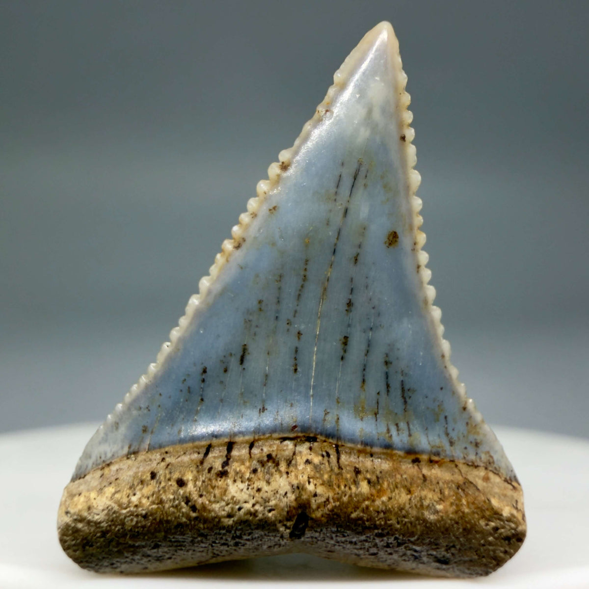 Front View Very colorful, sharply serrated 1.01" long Fossil Great White Tooth from the deserts of Peru megalodonteeth.com GW1374