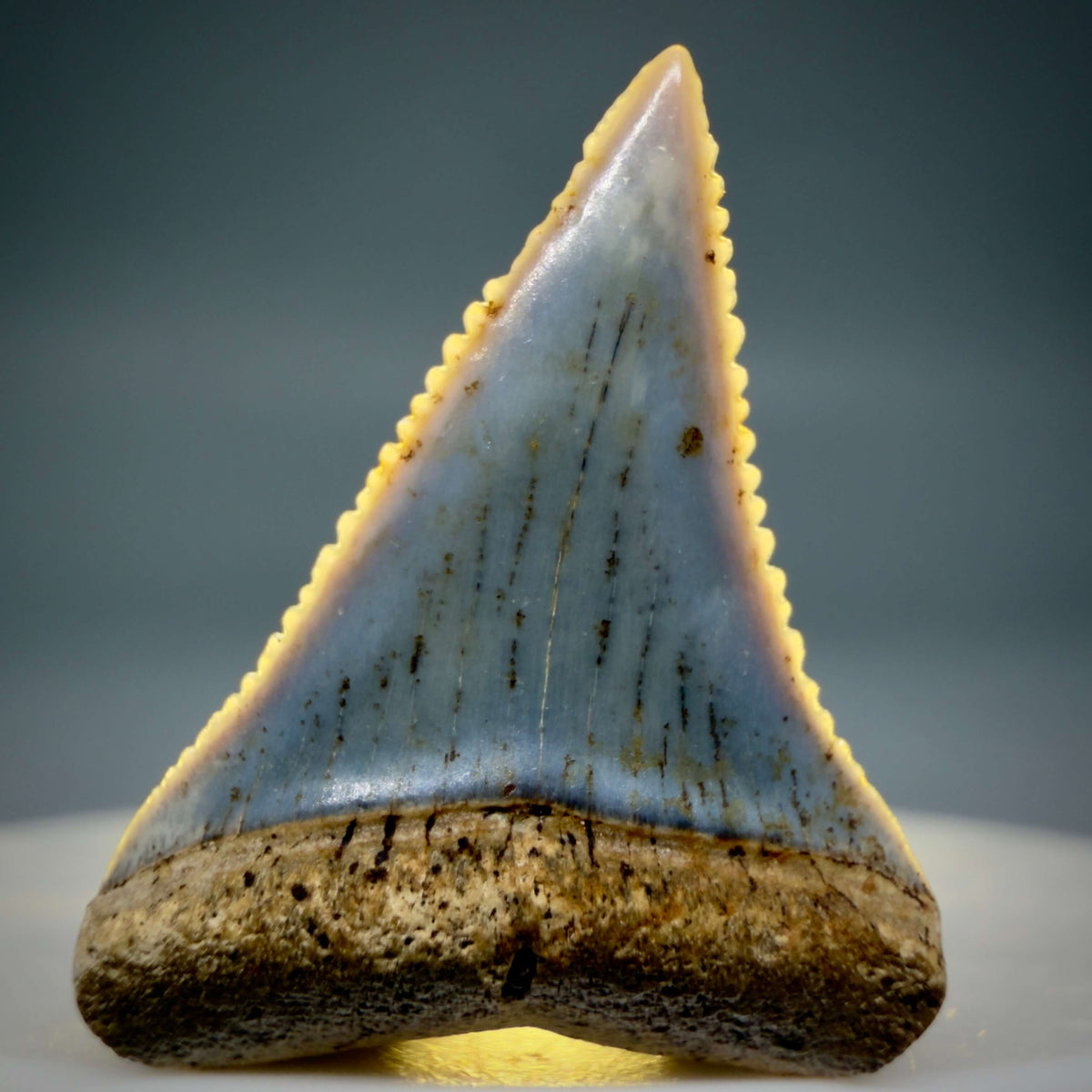 Front View Very colorful, sharply serrated 1.01" long Fossil Great White Tooth from the deserts of Peru megalodonteeth.com GW1374 - 2