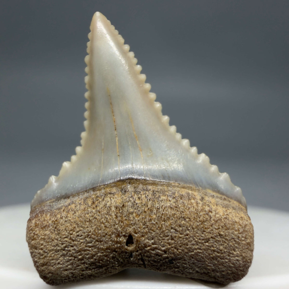 Front View Very colorful, sharply serrated 1.01" long Fossil Great White Tooth from the deserts of Peru megalodonteeth.com GW1375
