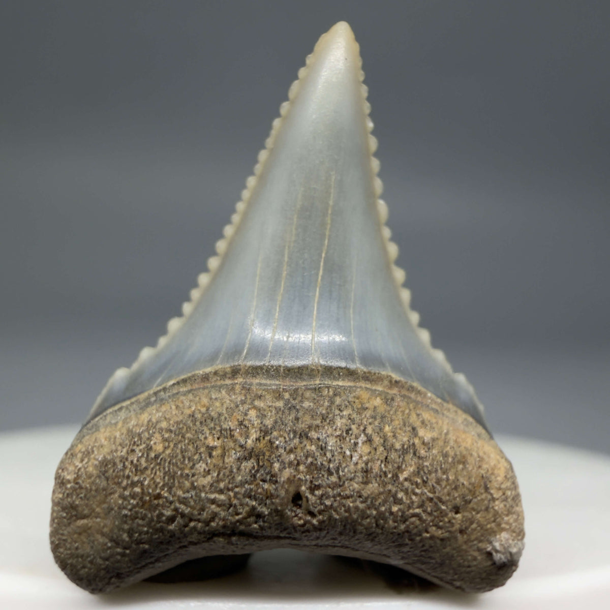 Front View Very colorful, sharply serrated 1.02" long Fossil Great White Tooth from the deserts of Peru megalodonteeth.com GW1372
