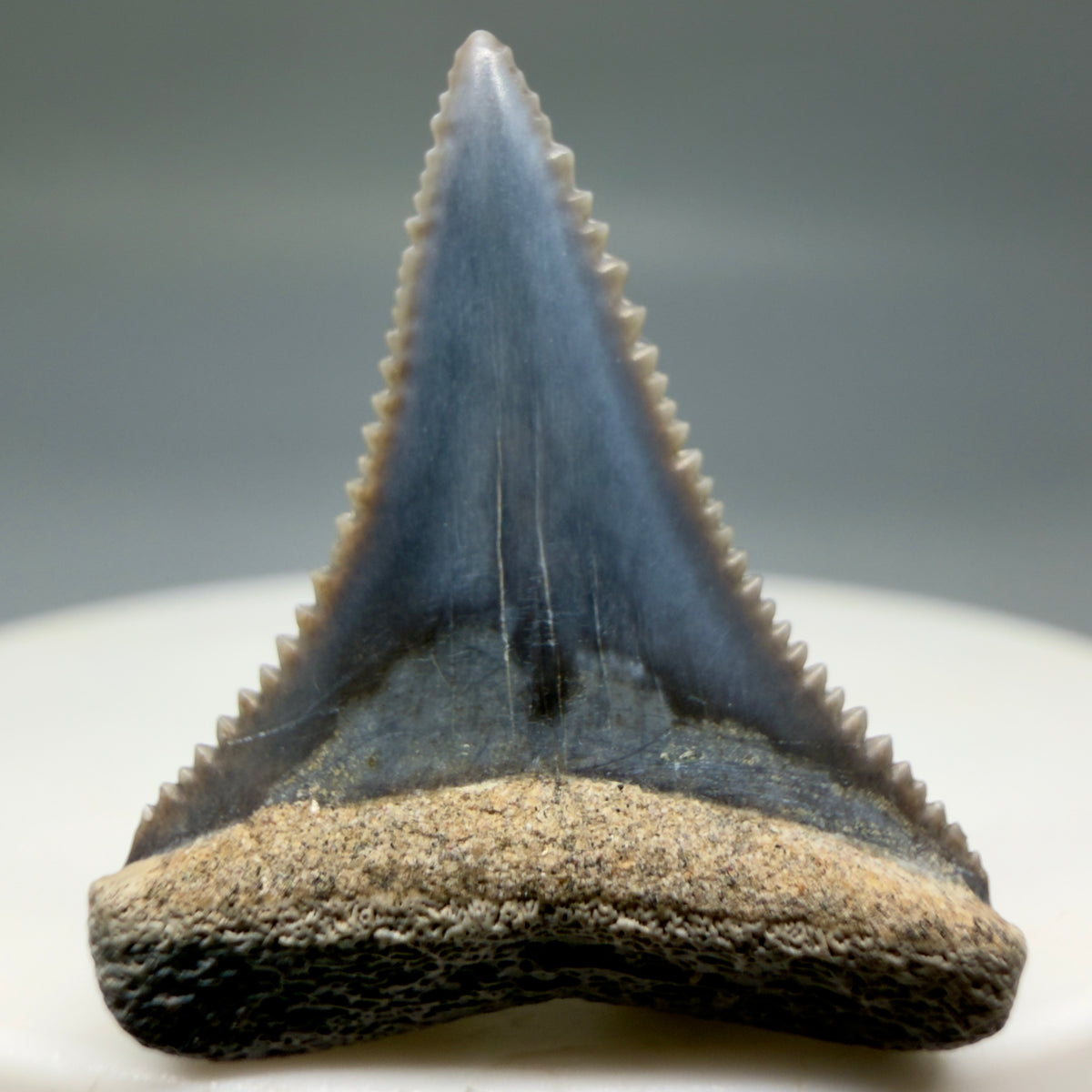 Front View Very colorful, sharply serrated 1.02" long Fossil Great White Tooth from the deserts of Peru megalodonteeth.com GW1392