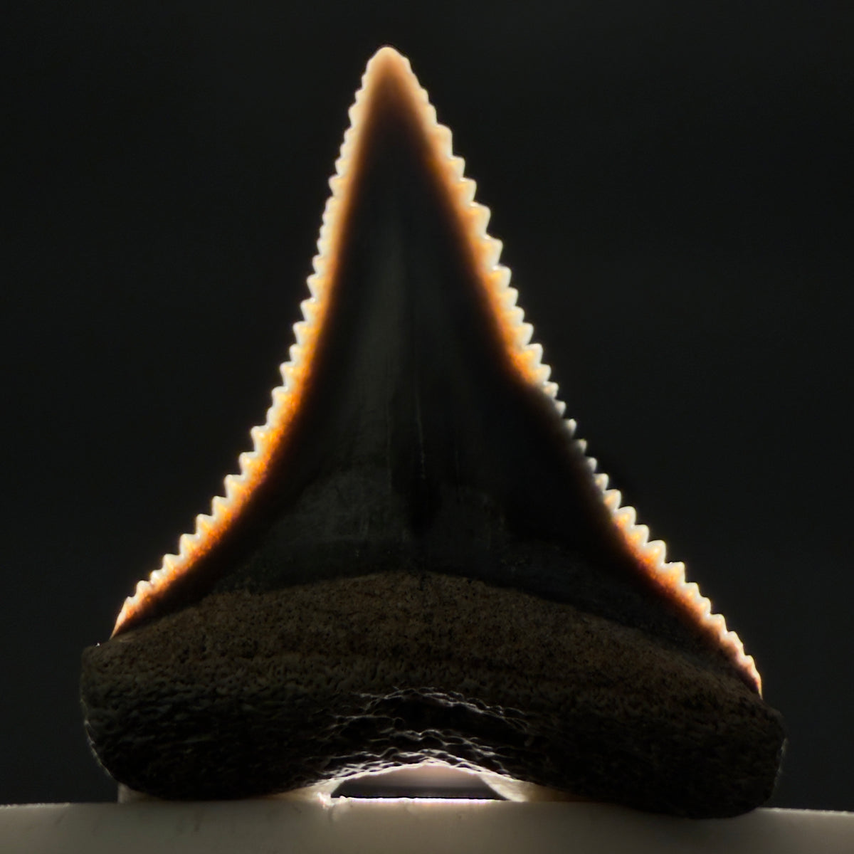 Front View Very colorful, sharply serrated 1.02" long Fossil Great White Tooth from the deserts of Peru megalodonteeth.com GW1392 - 1