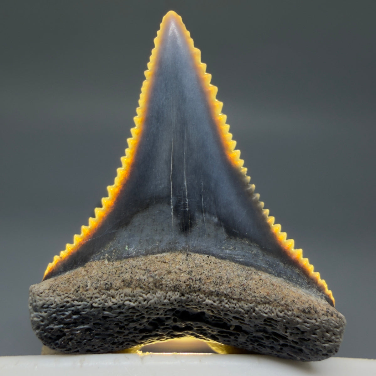 Front View Very colorful, sharply serrated 1.02" long Fossil Great White Tooth from the deserts of Peru megalodonteeth.com GW1392 - 2