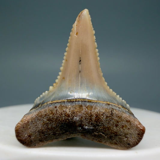Front View Very colorful, sharply serrated 1.03" long Fossil Great White Tooth from the deserts of Peru GW1308