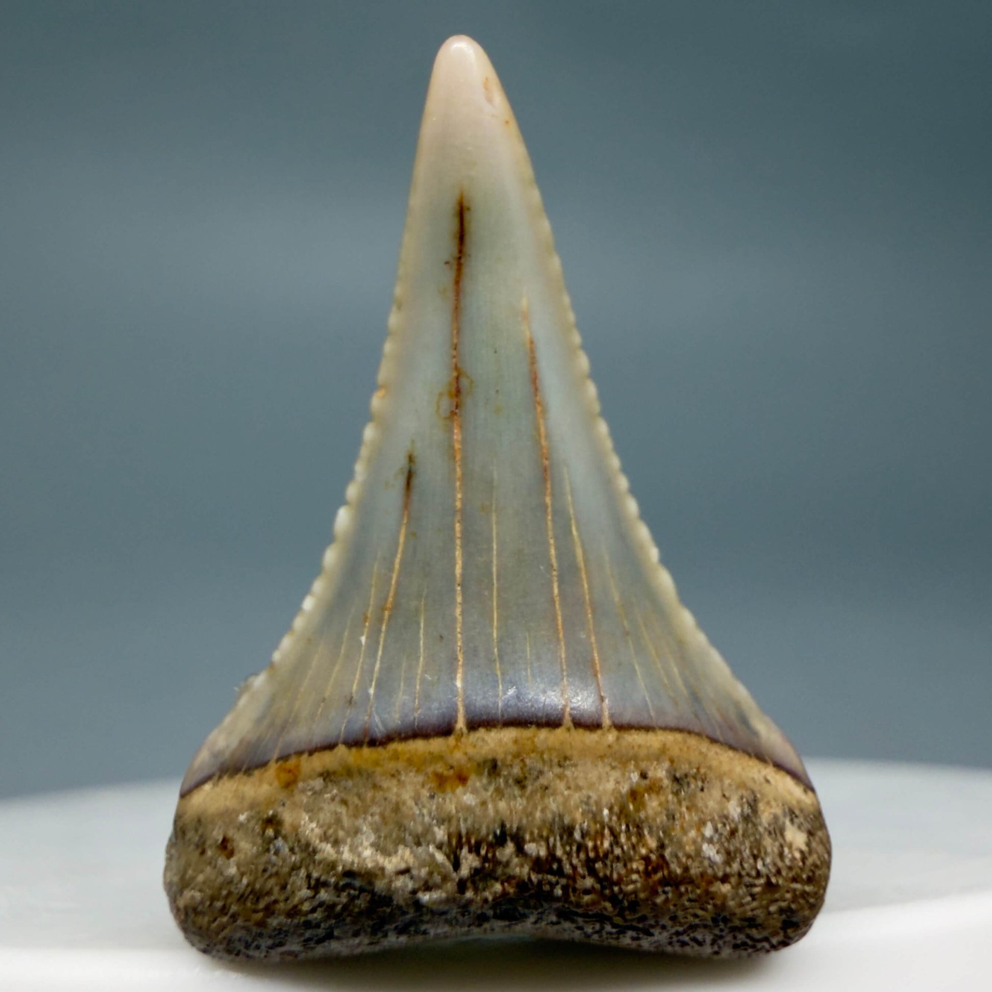 Front View Very colorful, sharply serrated 1.03" long Fossil Great White Tooth from the deserts of Peru GW1355