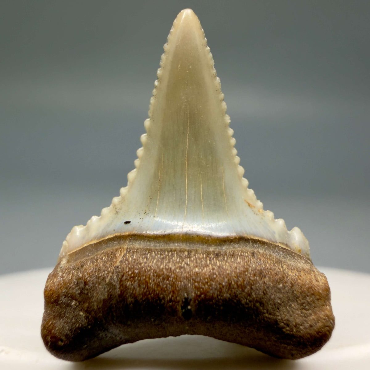 Front View Very colorful, sharply serrated 1.03" long Fossil Great White Tooth from the deserts of Peru megalodonteeth.com GW1393