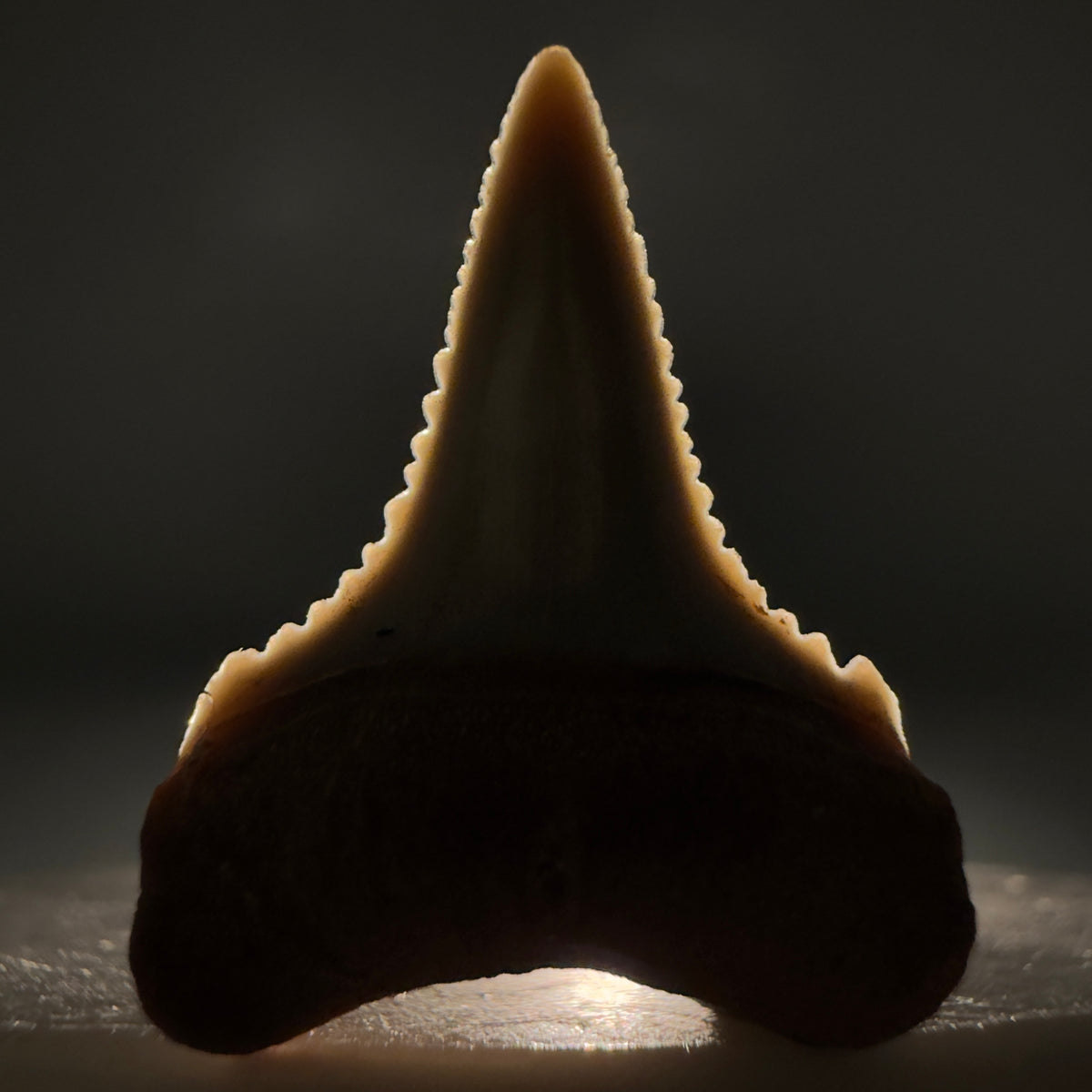 Front View Very colorful, sharply serrated 1.03" long Fossil Great White Tooth from the deserts of Peru megalodonteeth.com GW1393 - 1