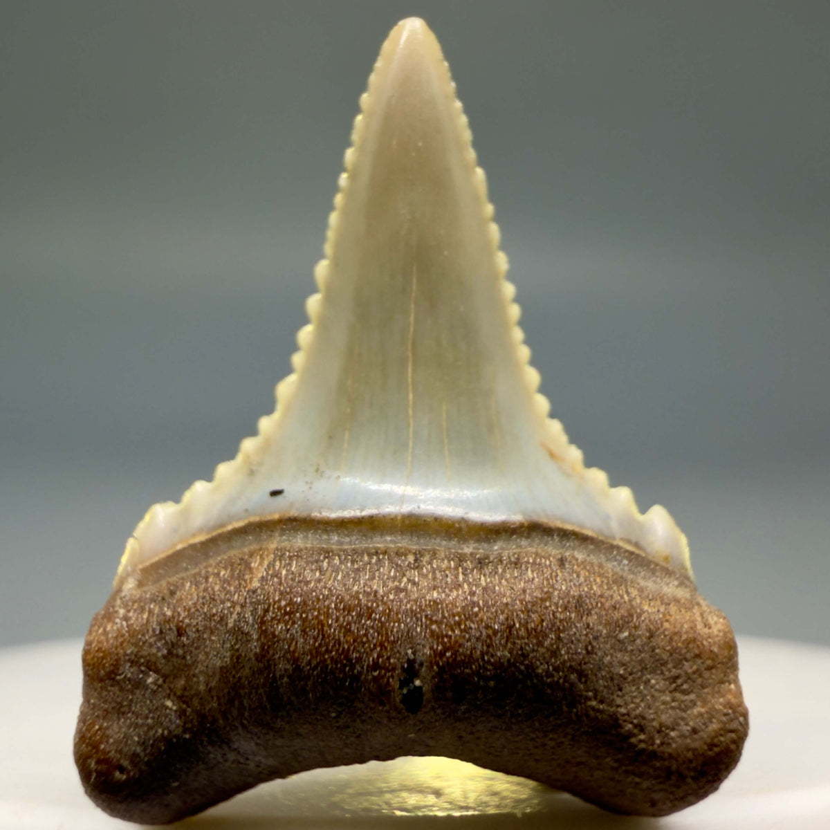 Front View Very colorful, sharply serrated 1.03" long Fossil Great White Tooth from the deserts of Peru megalodonteeth.com GW1393 - 2