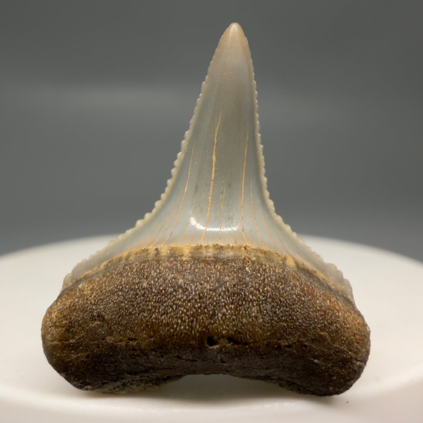 Front View Very colorful, sharply serrated 1.05" long Fossil Great White Tooth from the deserts of Peru GW1317